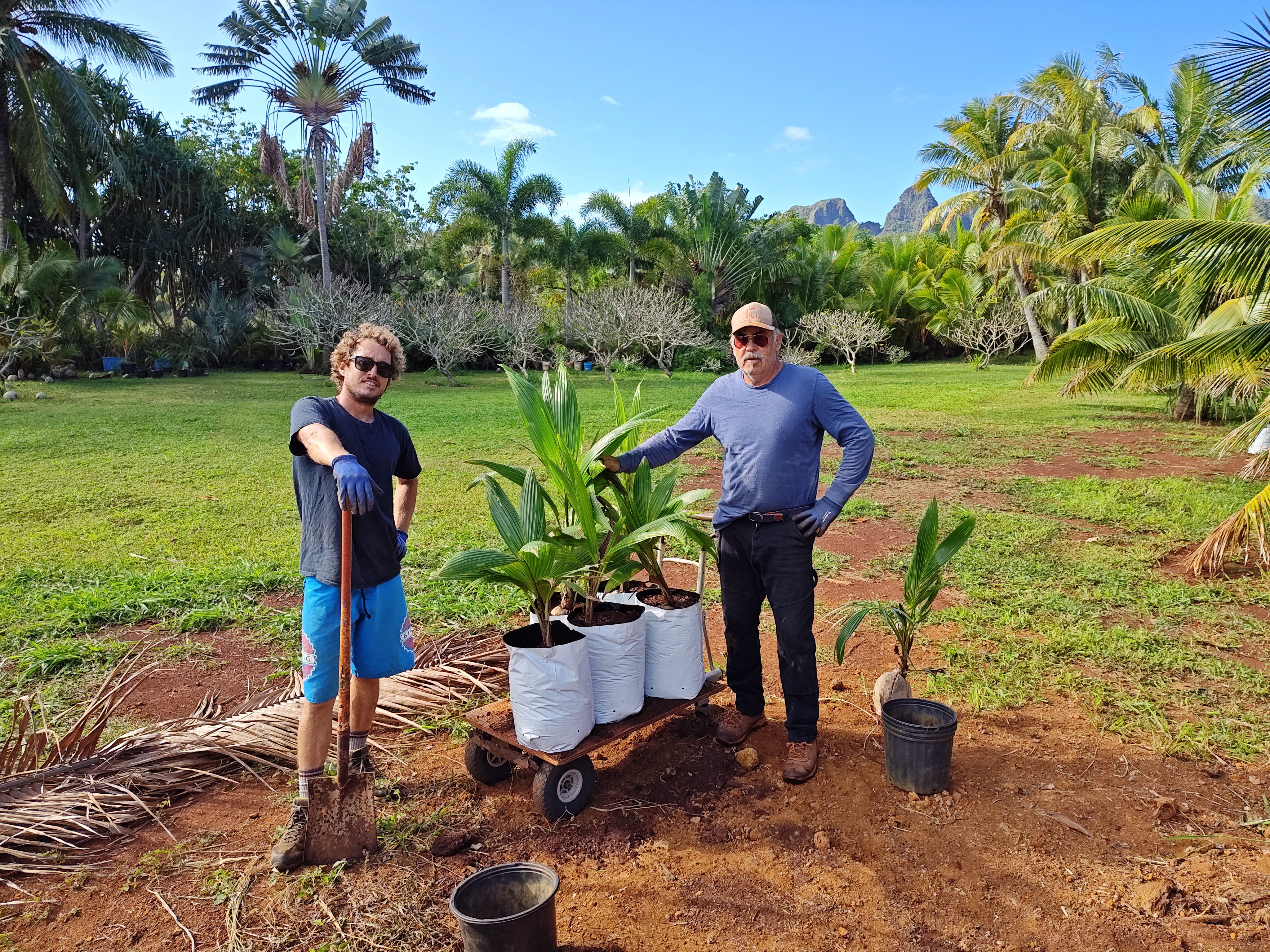 Coconut Saplings